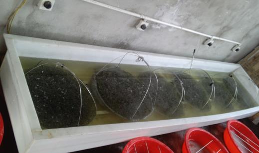 不銹鋼環保鈍化液